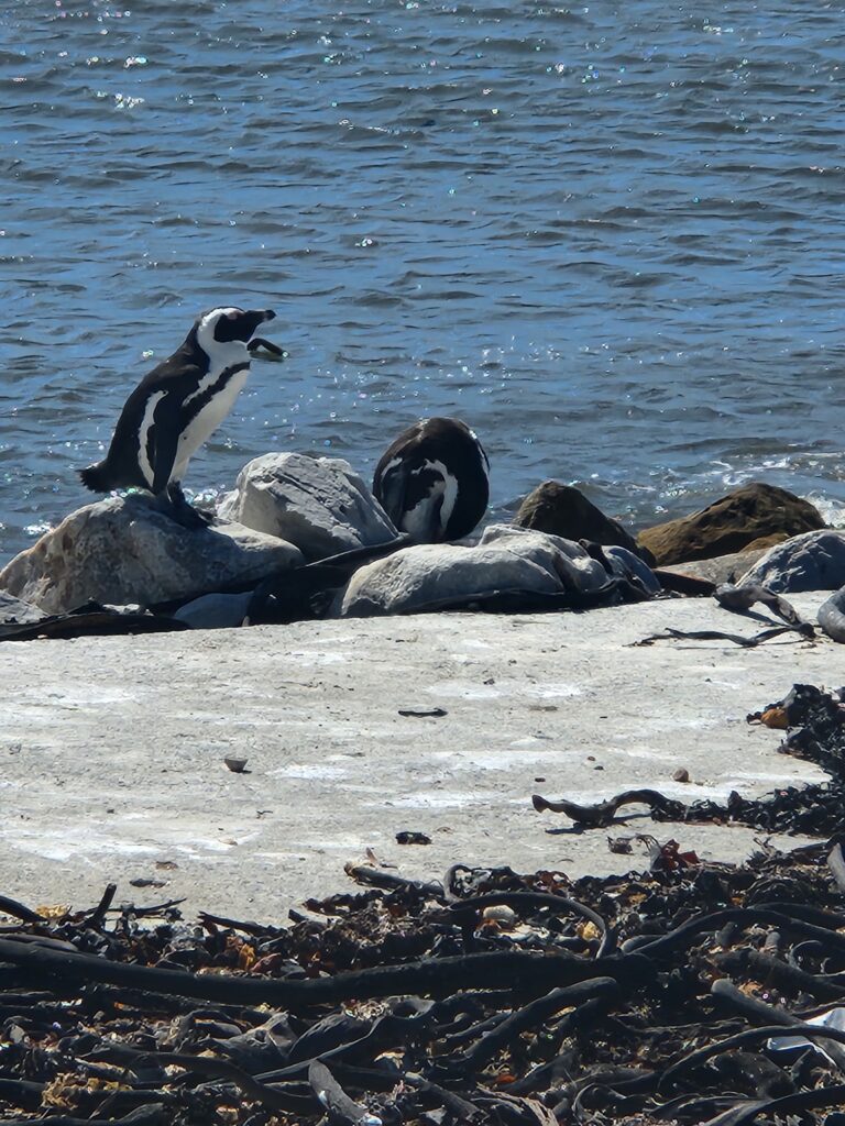 Stony Point Penguins Sanctuary: A Visit to See African Penguins