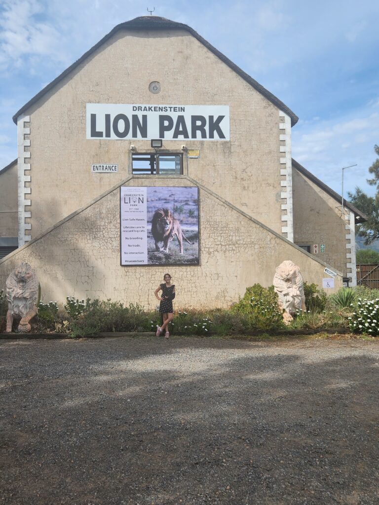 Lion Park Drakenstein: A Day with Rescued Big Cats