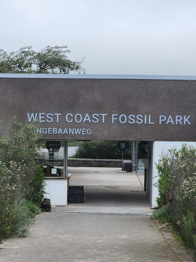 West Coast Fossil Park in Langebaan – A Journey Through Time